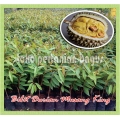 BIBIT DURIAN MUSANG KING / BIBIT DURIAN RAJA MUSANG